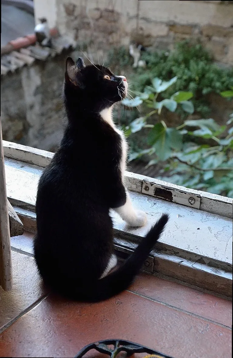 cat, window, cats, to observe, black, white, pet, black and white, nature, plant, light, photo studio, white black, home